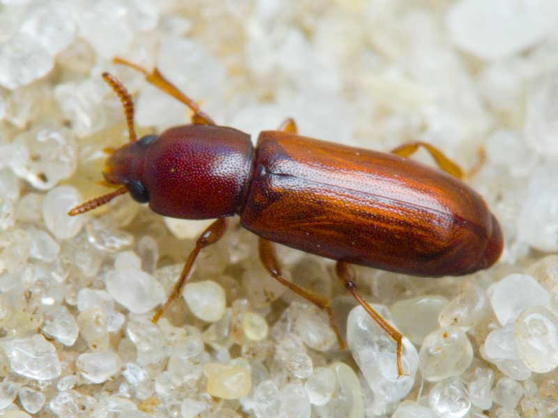 Corticeus pini Panzer, 1799